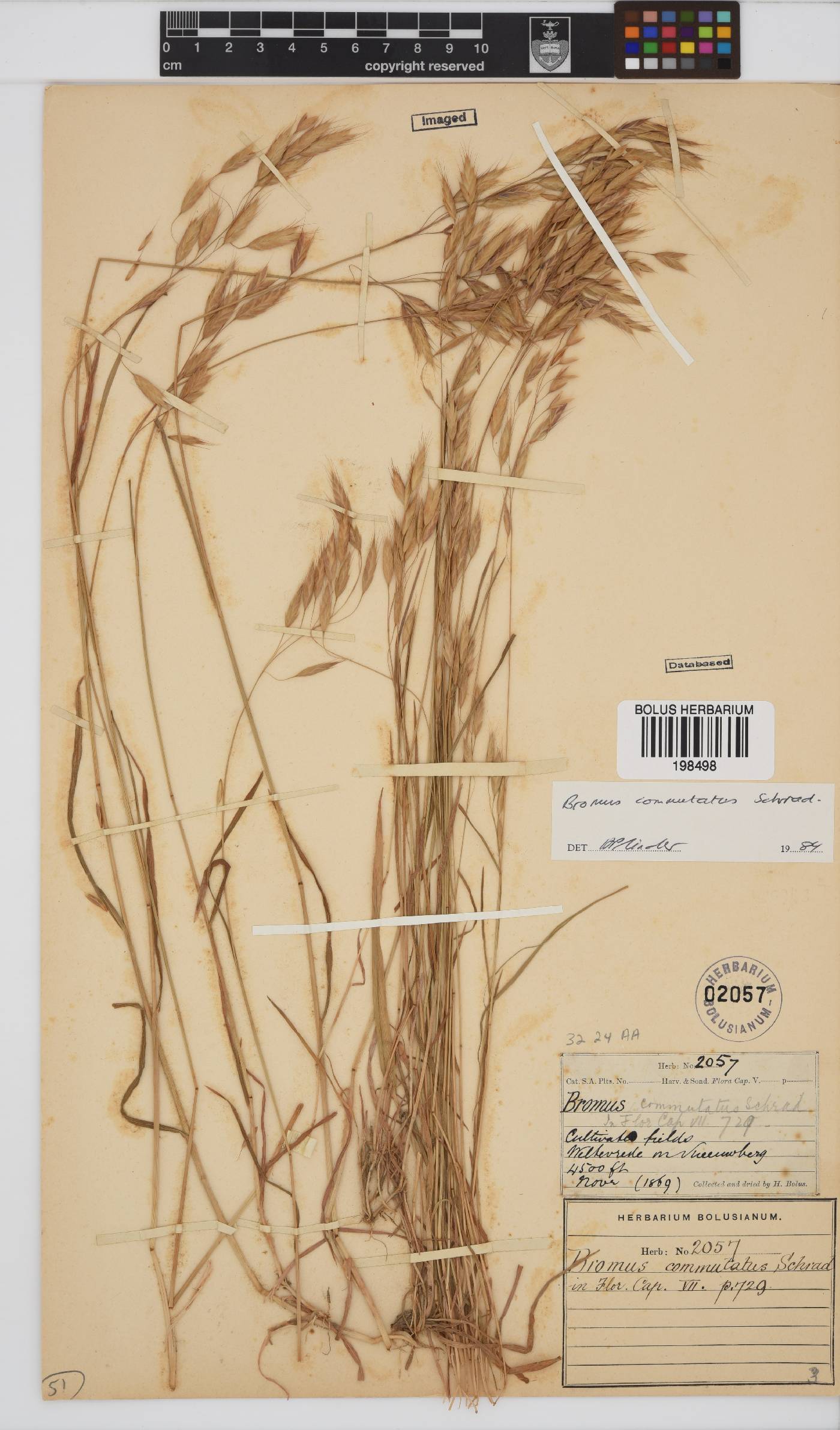 Bromus commutatus image