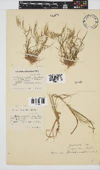 Bromus pectinatus image