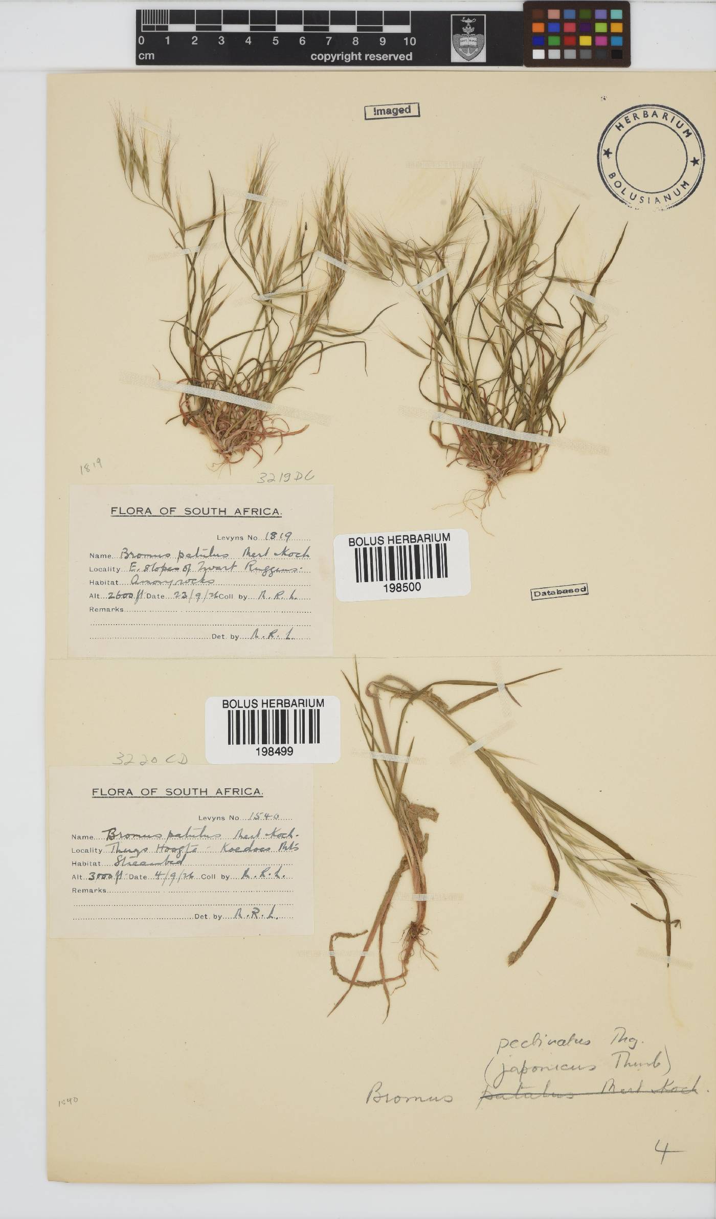 Bromus image