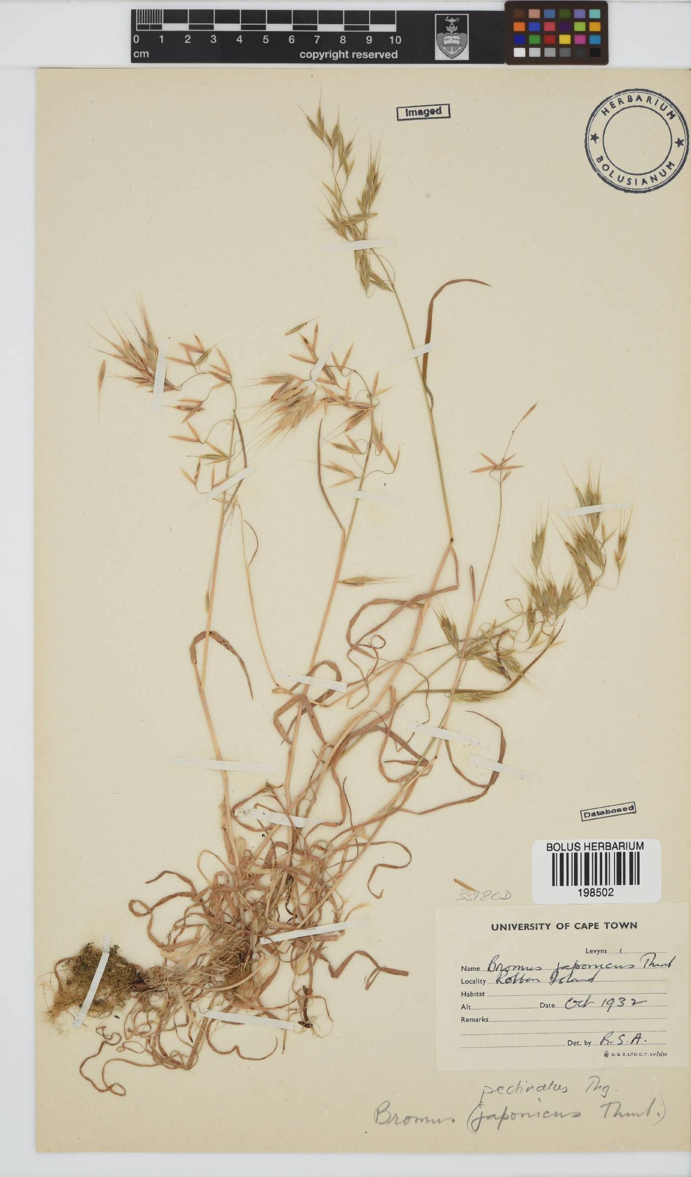 Bromus image