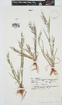 Bromus pectinatus image