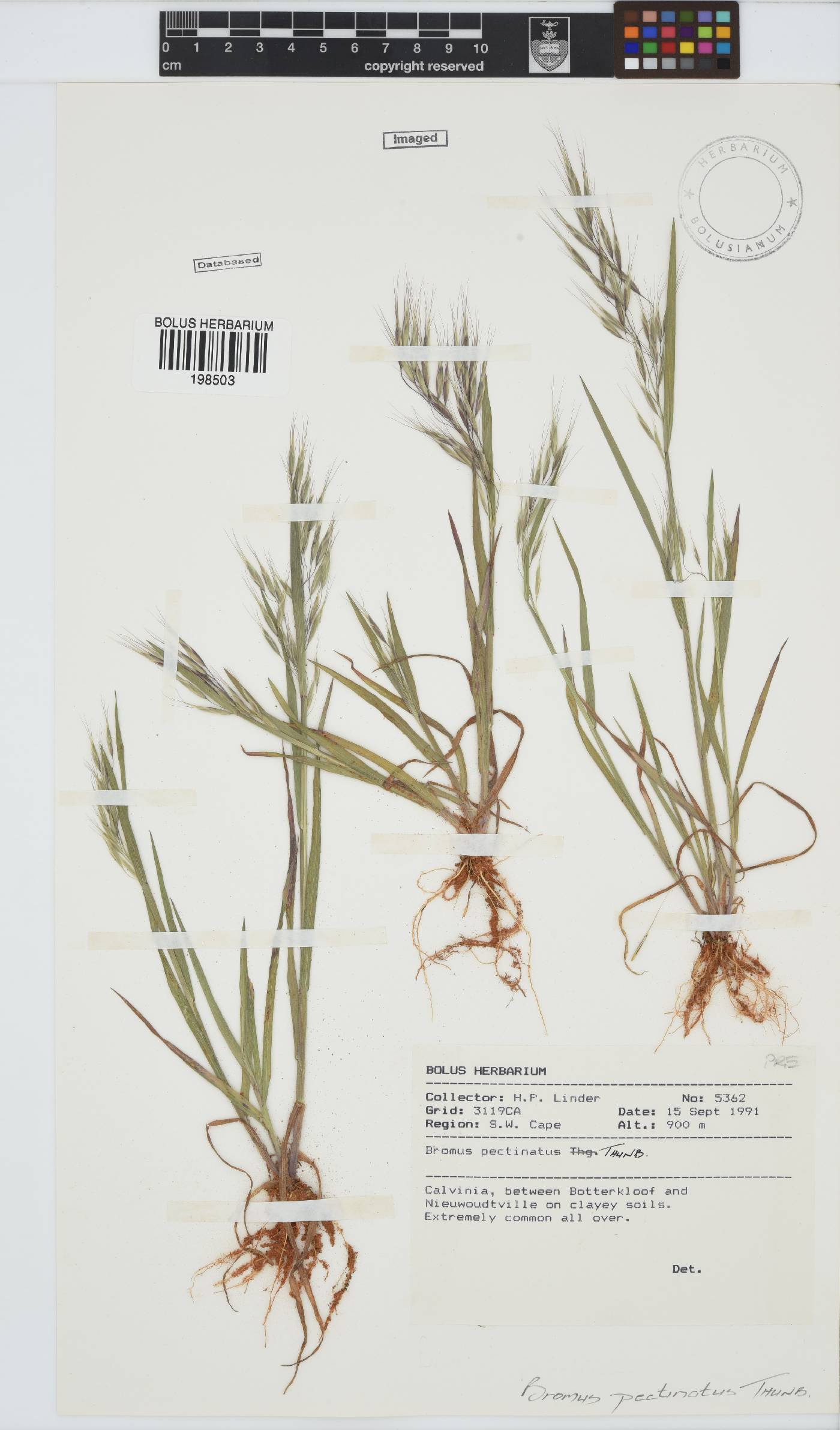 Bromus image