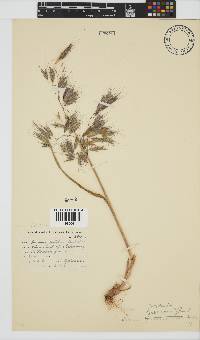 Bromus pectinatus image