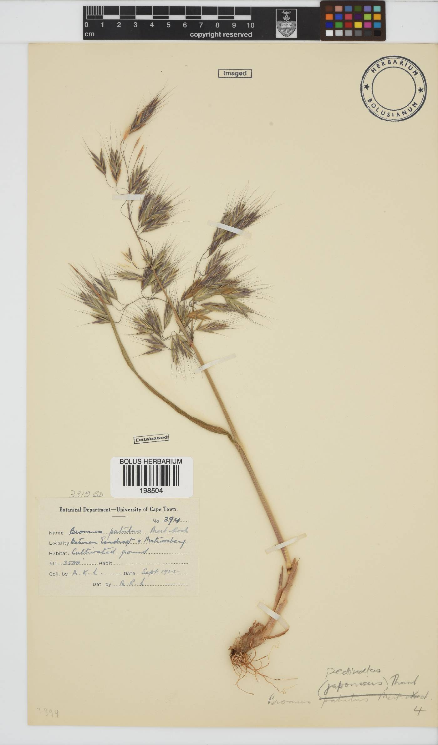 Bromus image