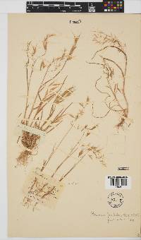 Bromus pectinatus image