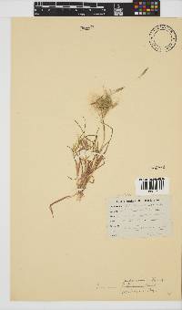 Bromus pectinatus image