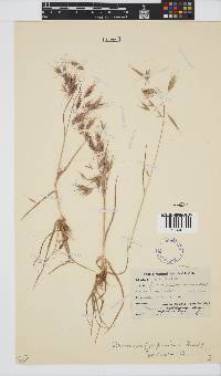 Bromus pectinatus image