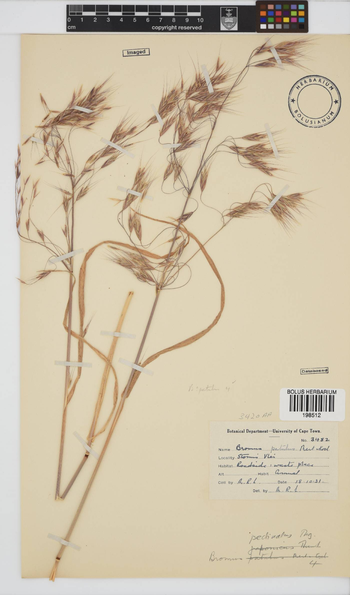 Bromus image