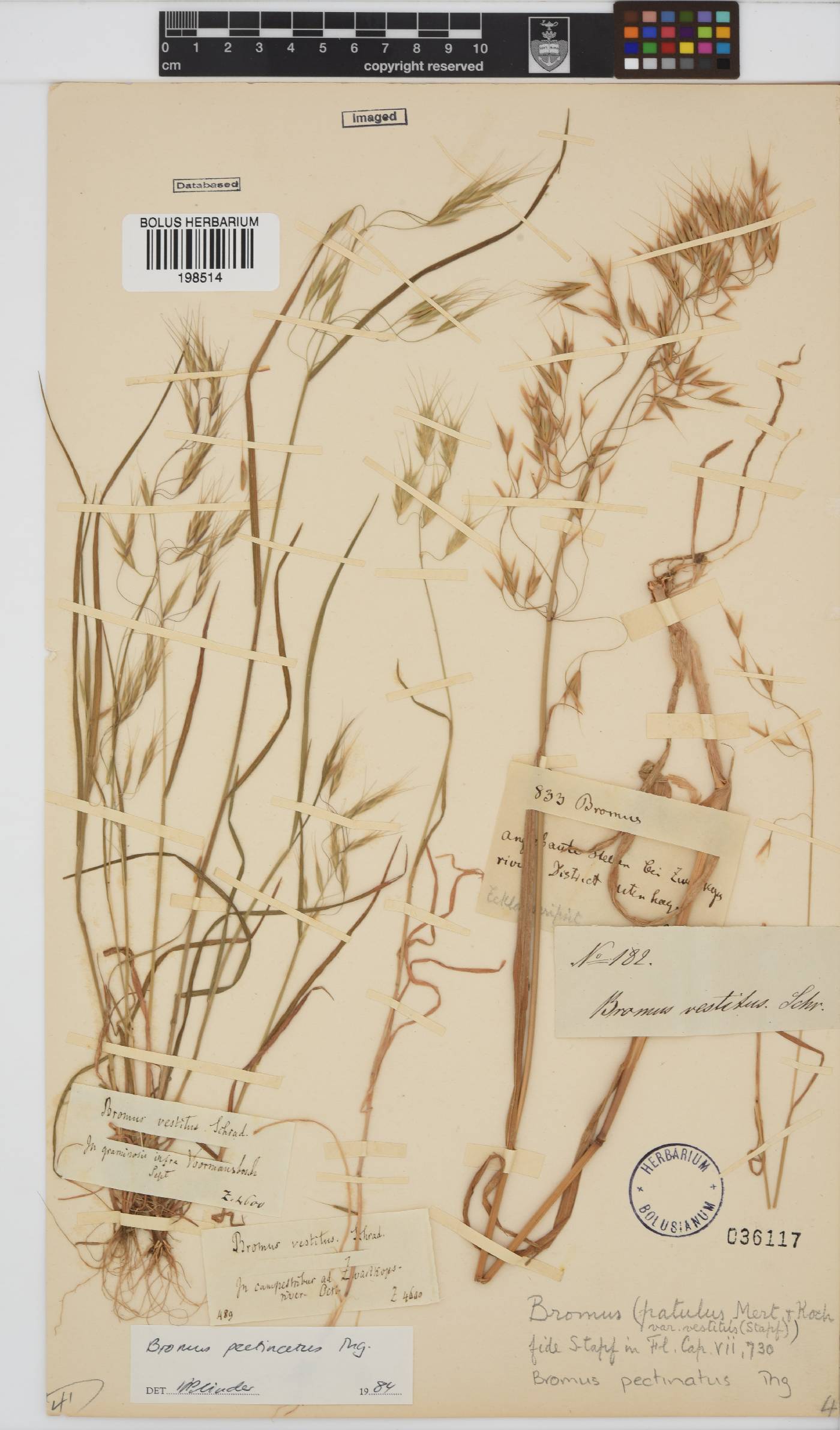 Bromus pectinatus image