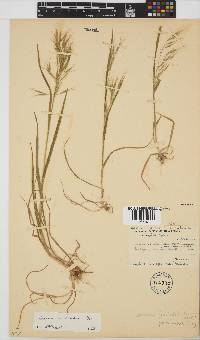 Bromus pectinatus image