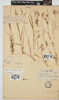 Bromus pectinatus image