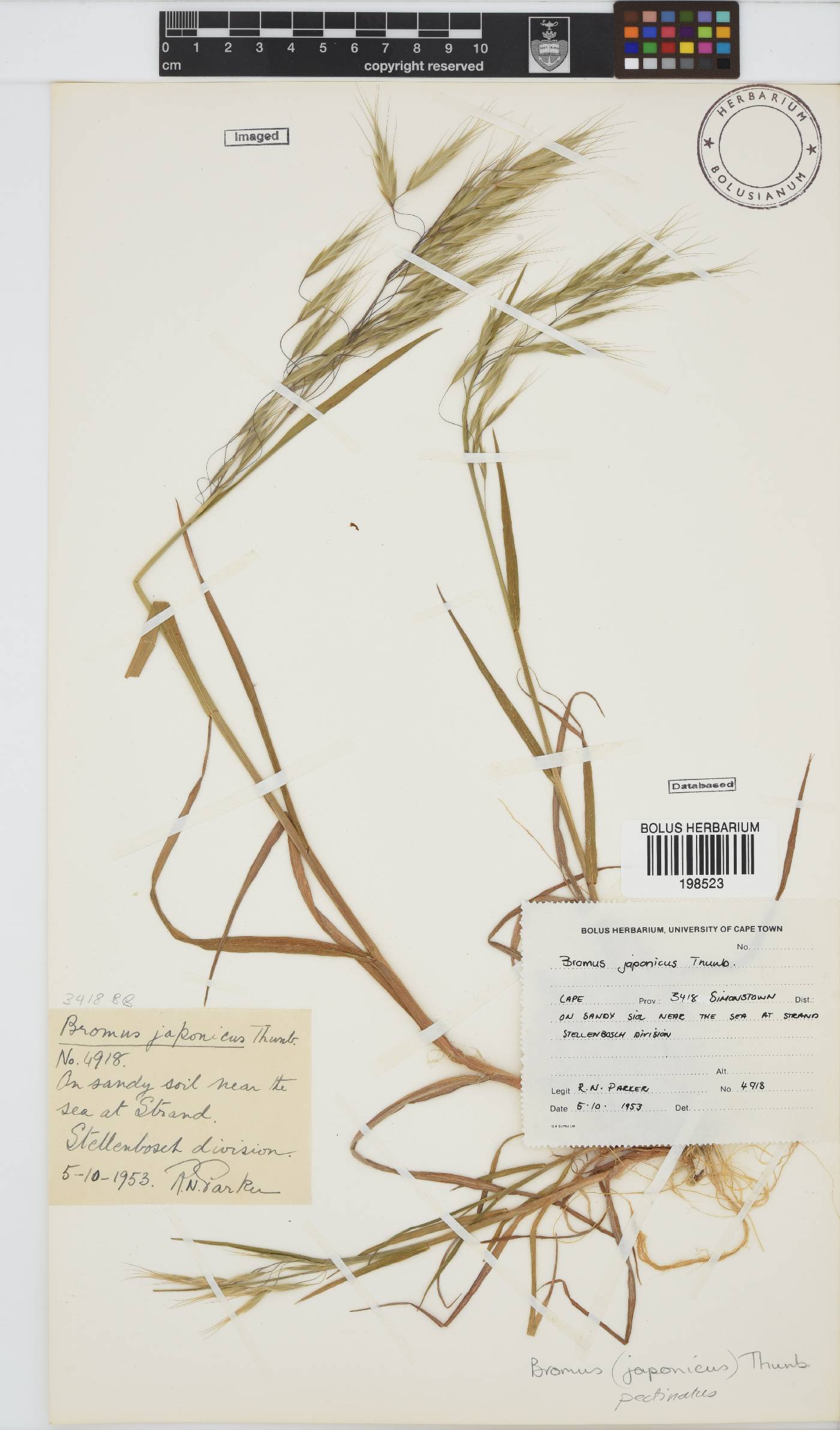 Bromus pectinatus image