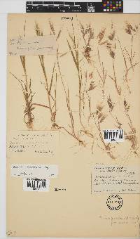 Bromus pectinatus image