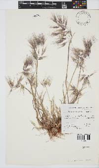 Bromus pectinatus image