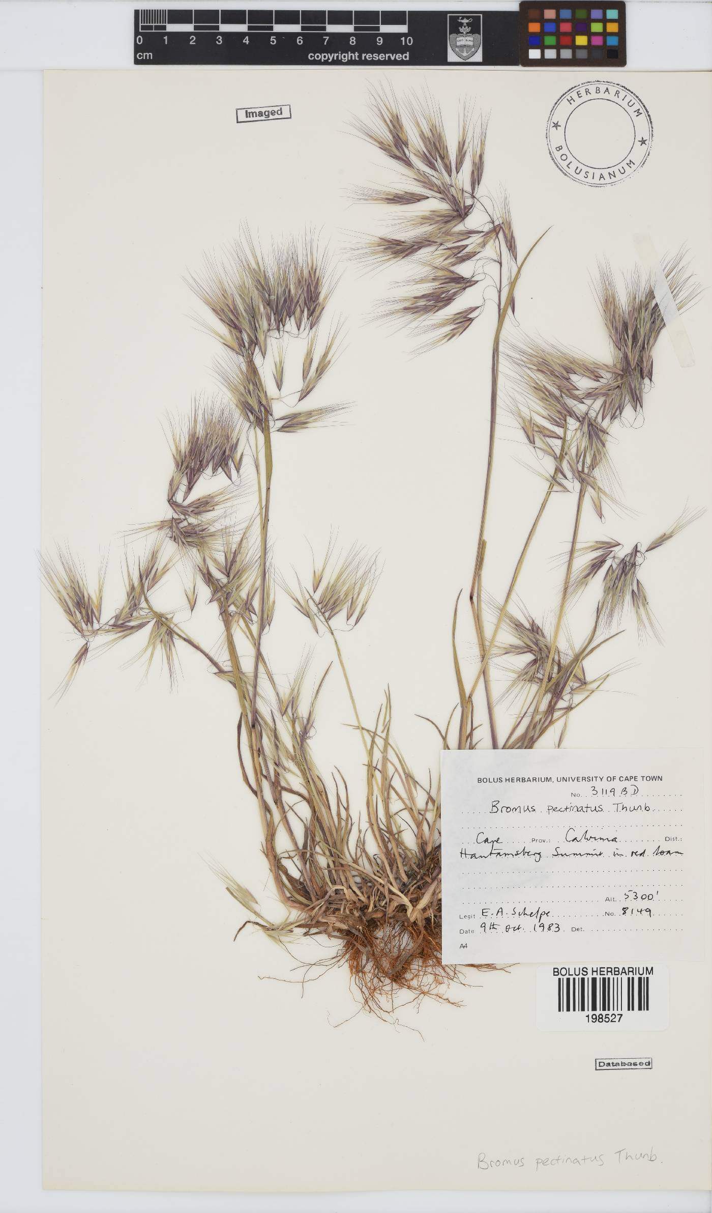 Bromus pectinatus image