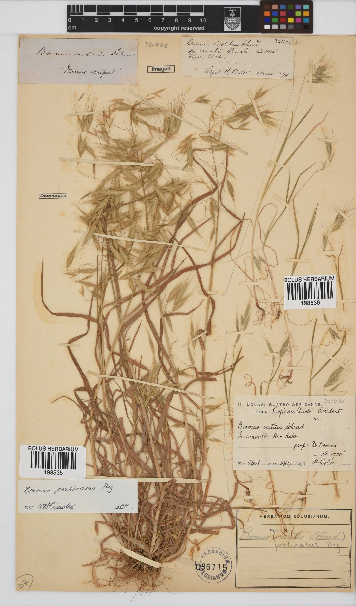 Bromus pectinatus image