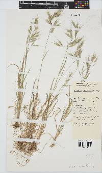 Bromus pectinatus image