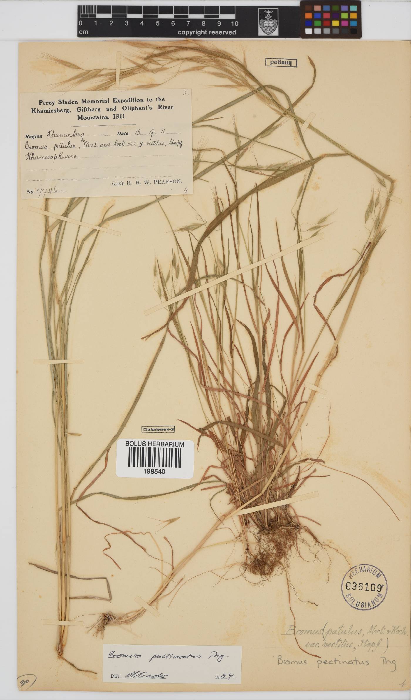 Bromus pectinatus image