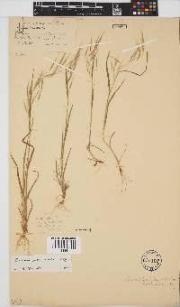 Bromus pectinatus image