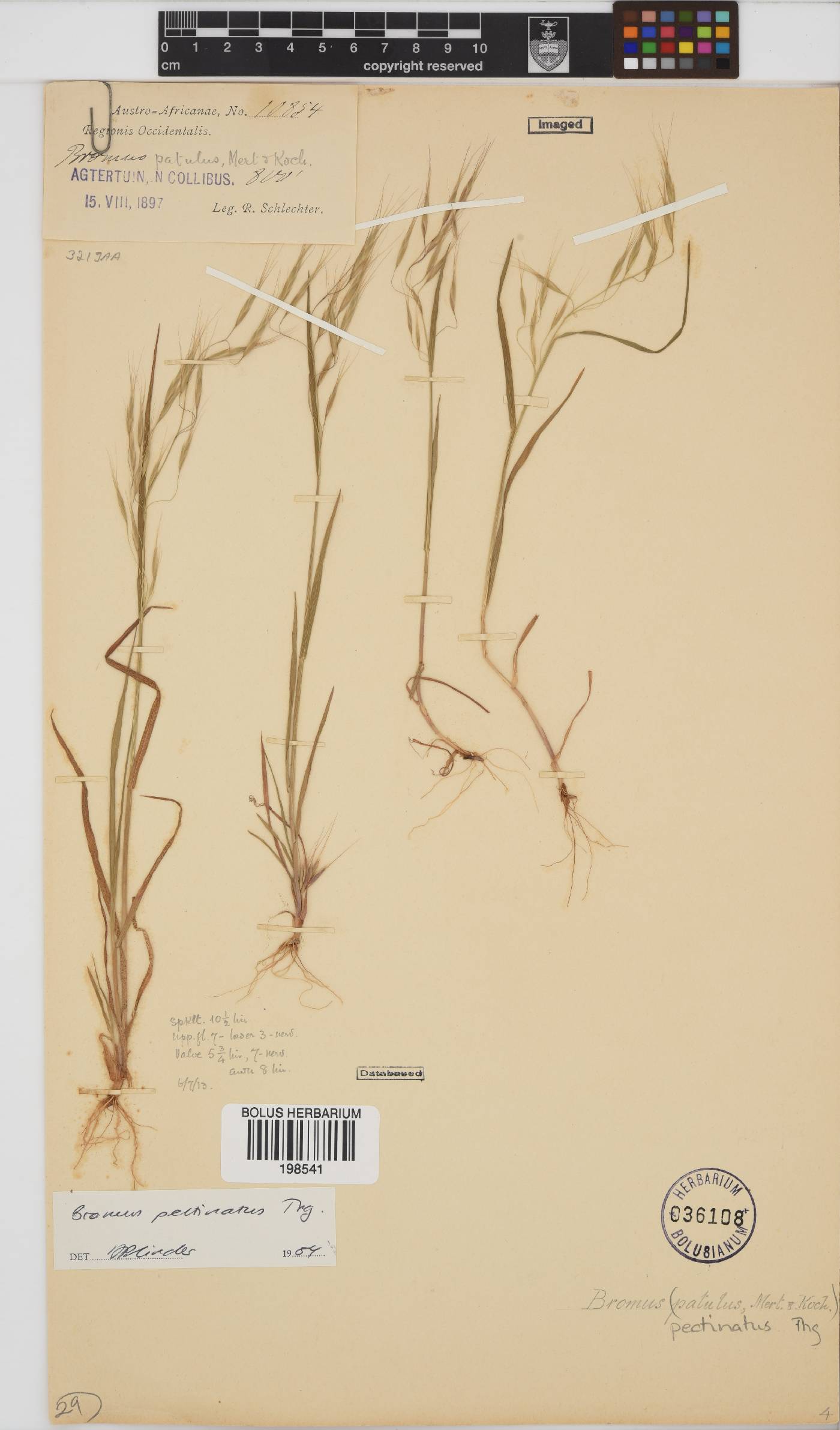 Bromus pectinatus image
