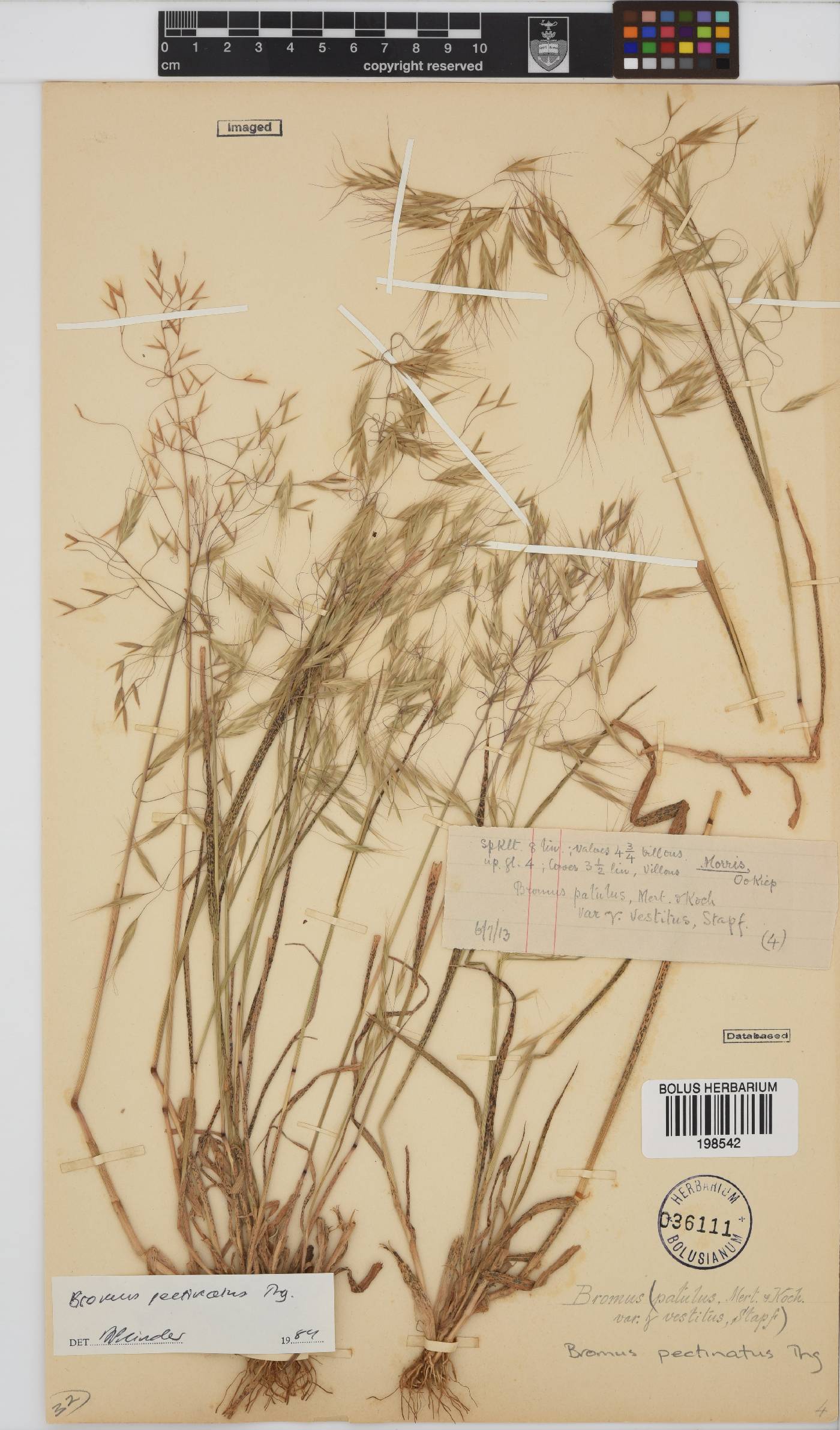 Bromus pectinatus image