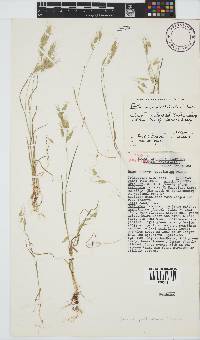 Bromus pectinatus image