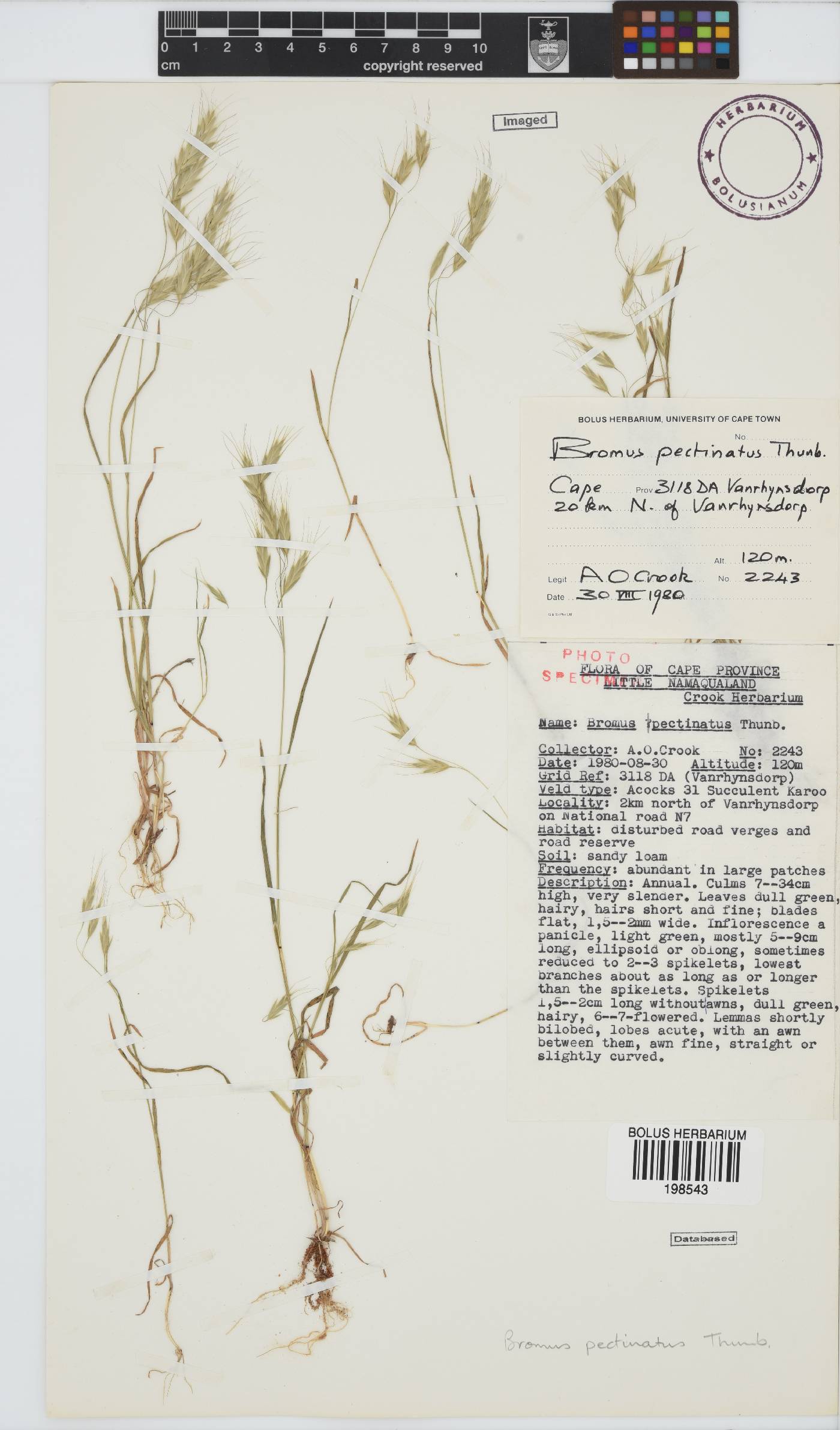 Bromus pectinatus image