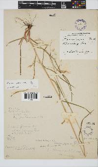 Bromus pectinatus image