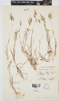 Bromus pectinatus image