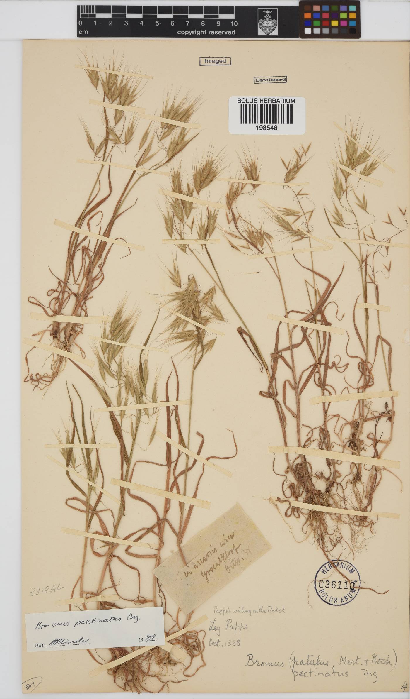 Bromus pectinatus image