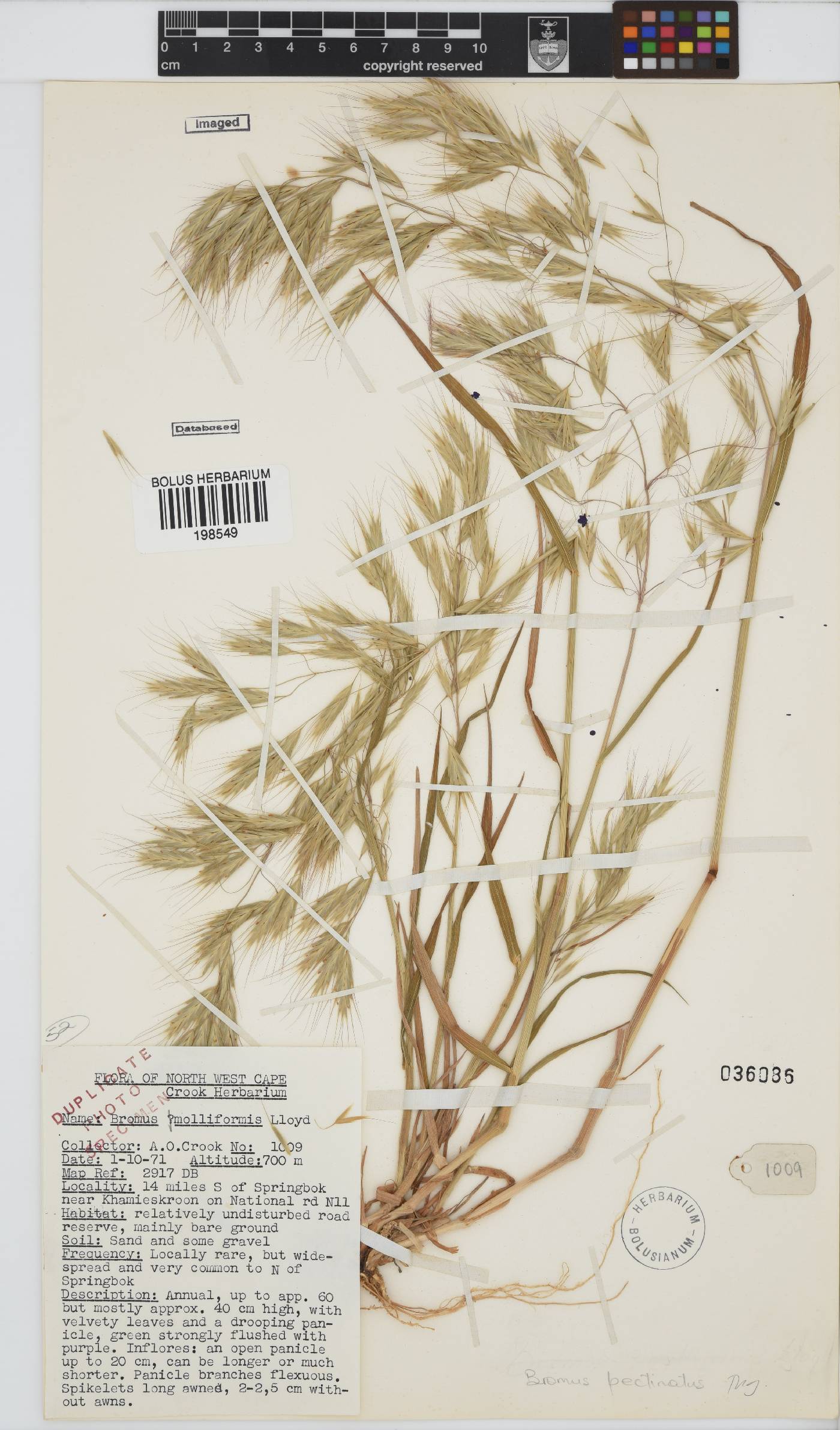 Bromus pectinatus image