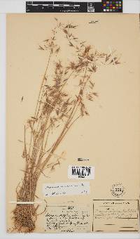 Bromus pectinatus image