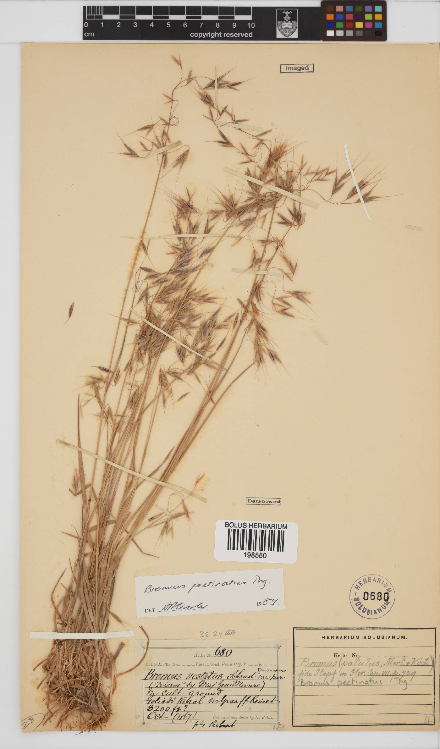 Bromus pectinatus image