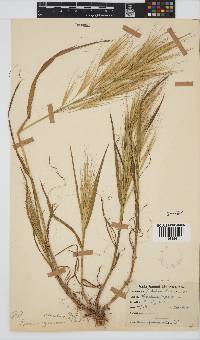 Bromus diandrus image