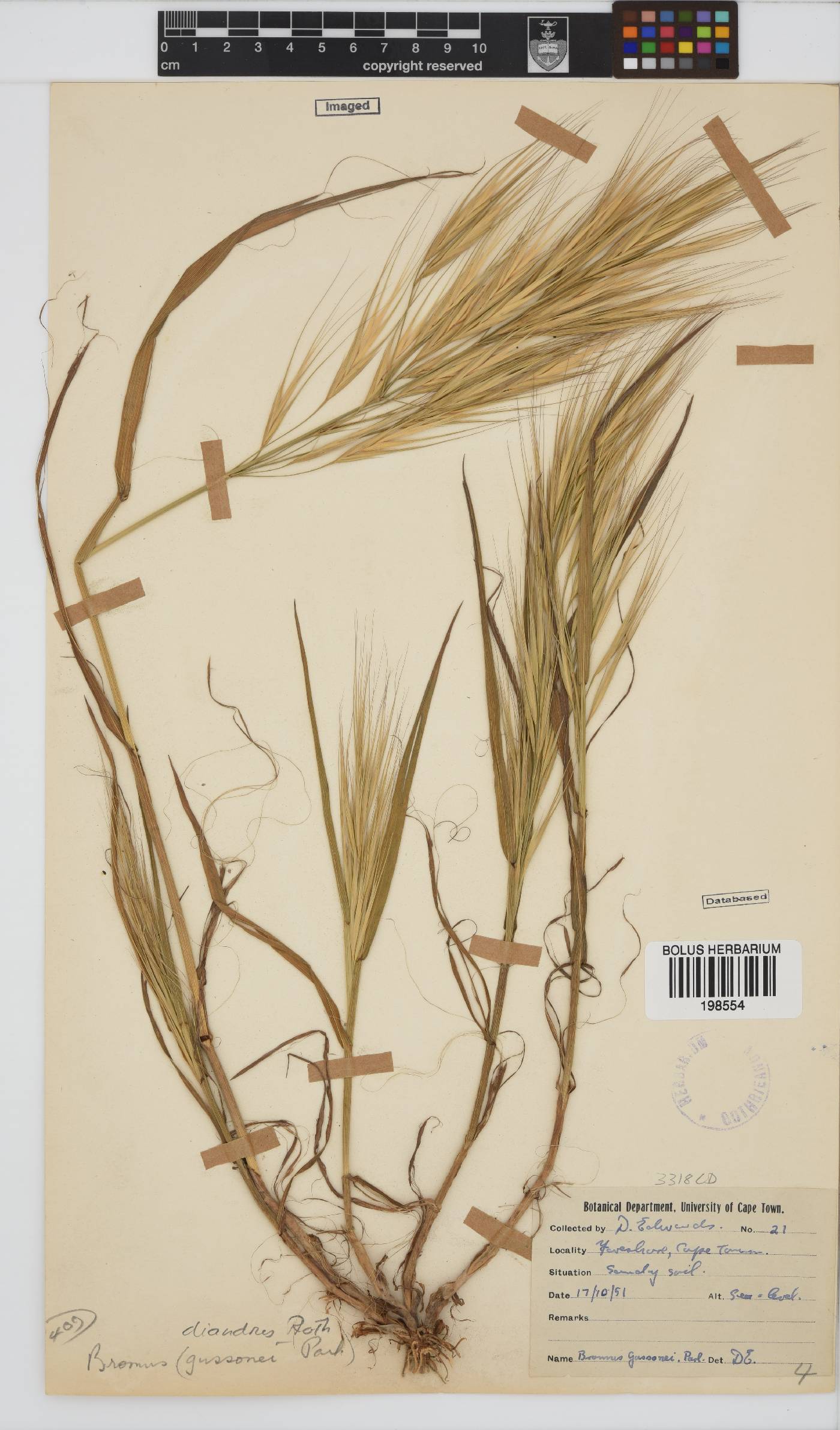 Bromus diandrus image