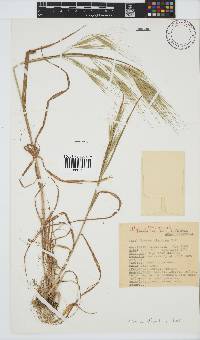 Bromus diandrus image