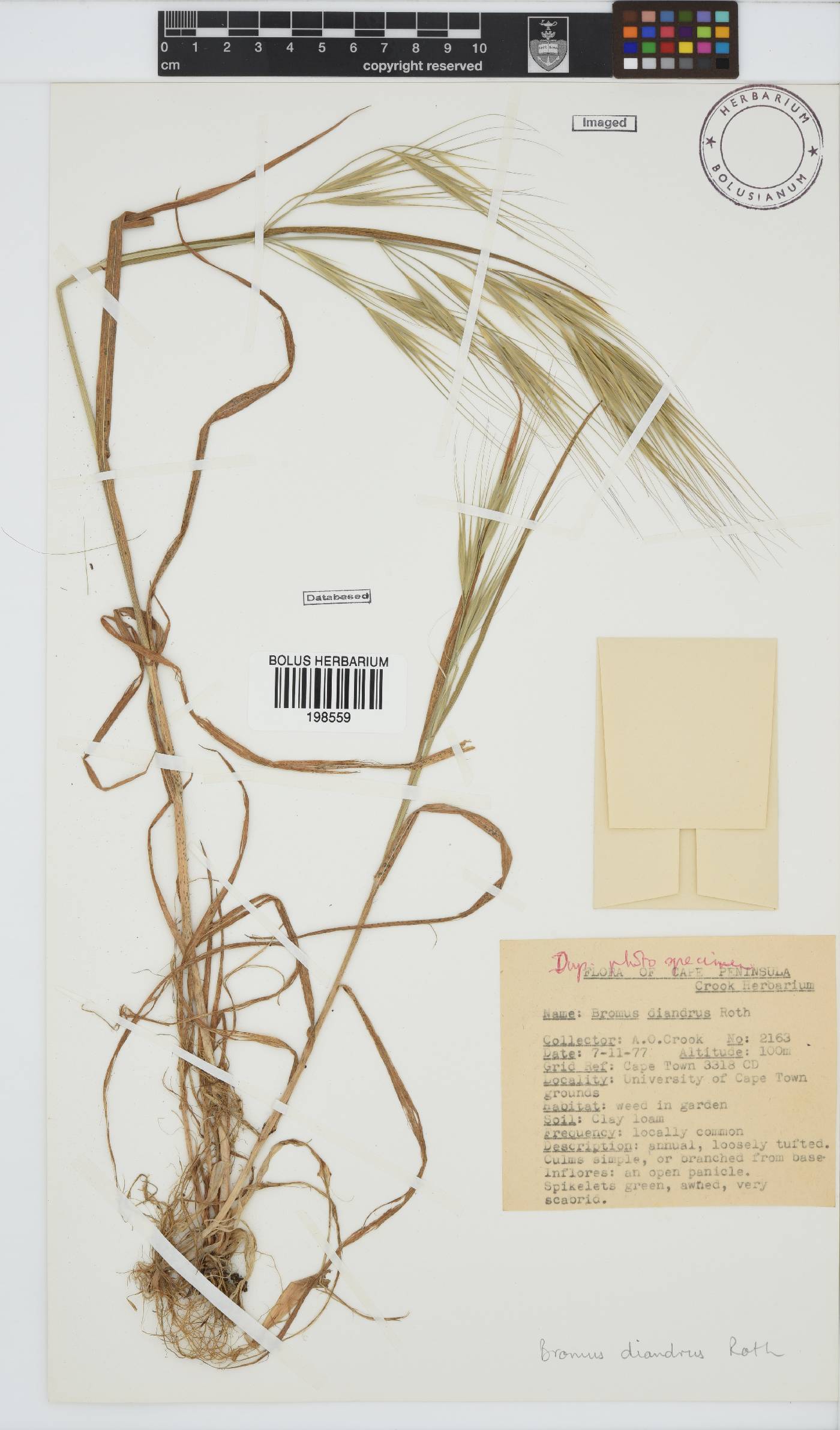 Bromus diandrus image