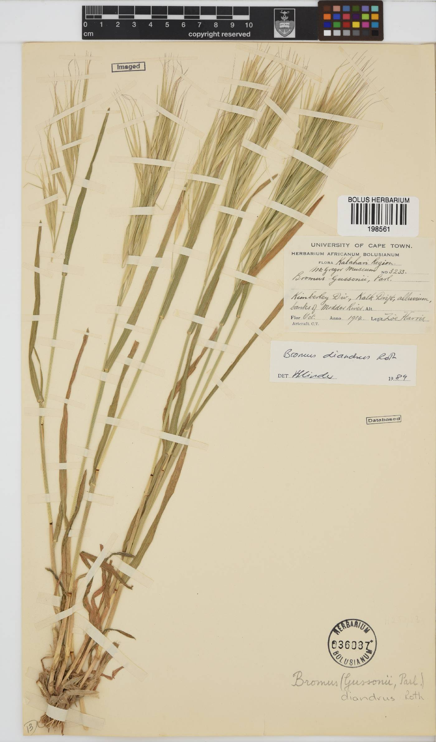 Bromus diandrus image
