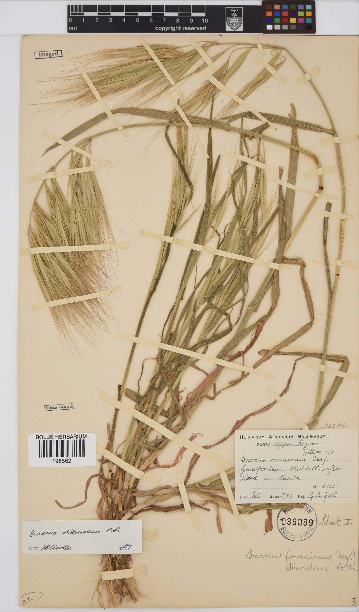 Bromus diandrus image