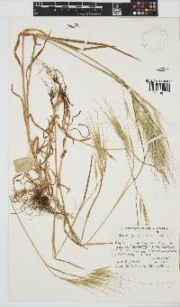 Bromus diandrus image