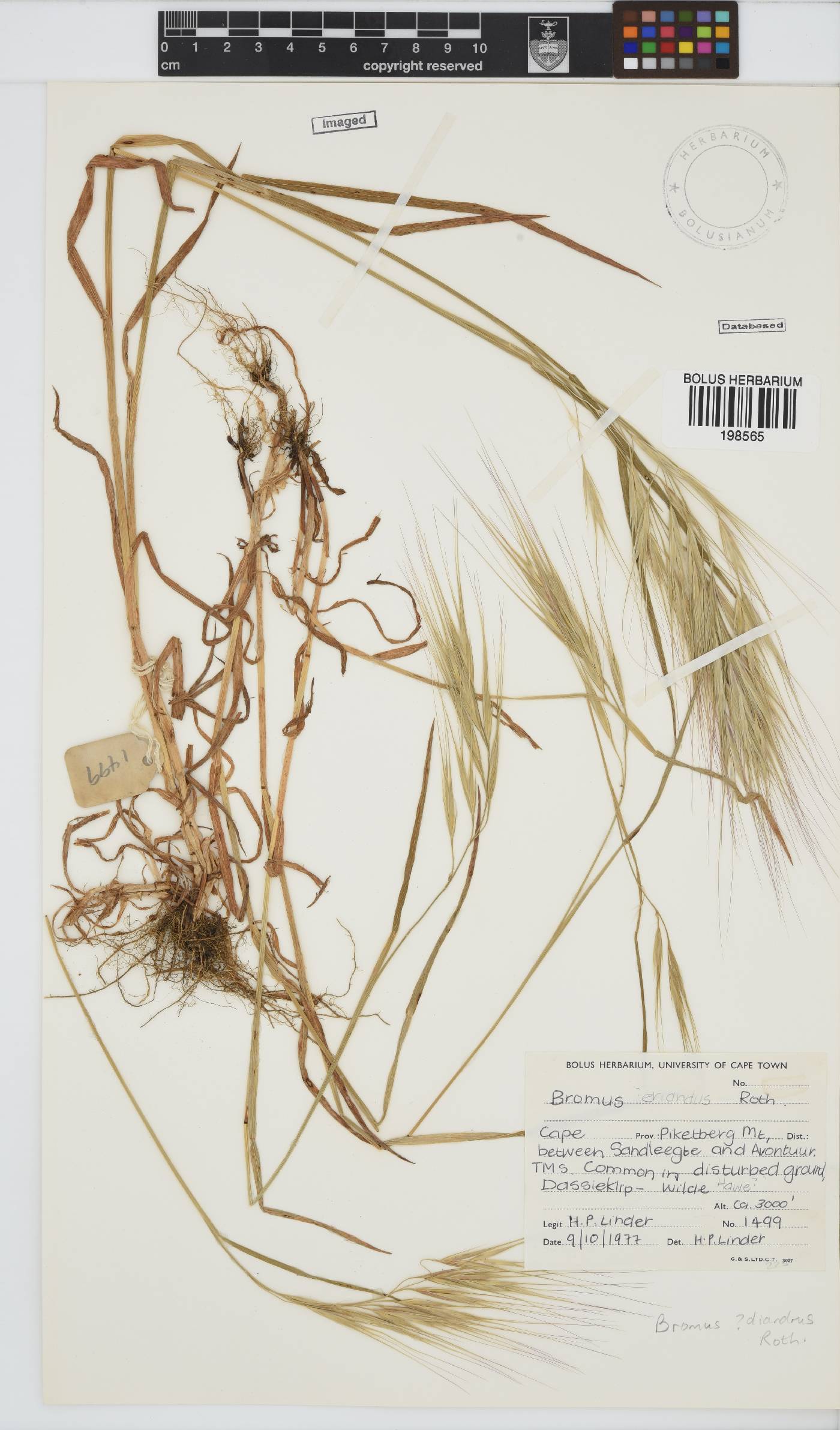 Bromus diandrus image