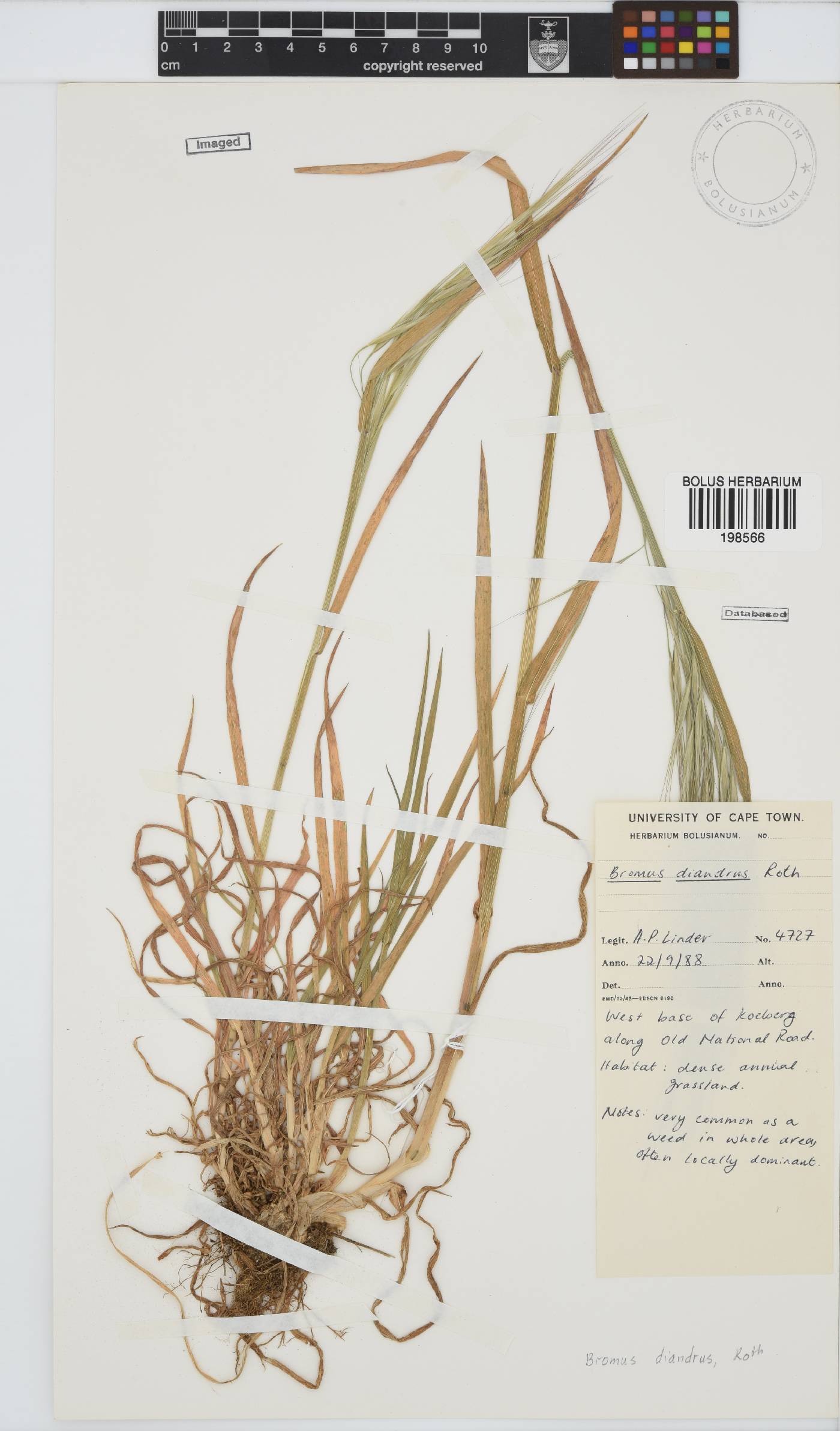 Bromus diandrus image