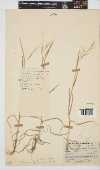 Bromus rigidus image