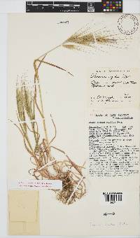 Bromus rigidus image