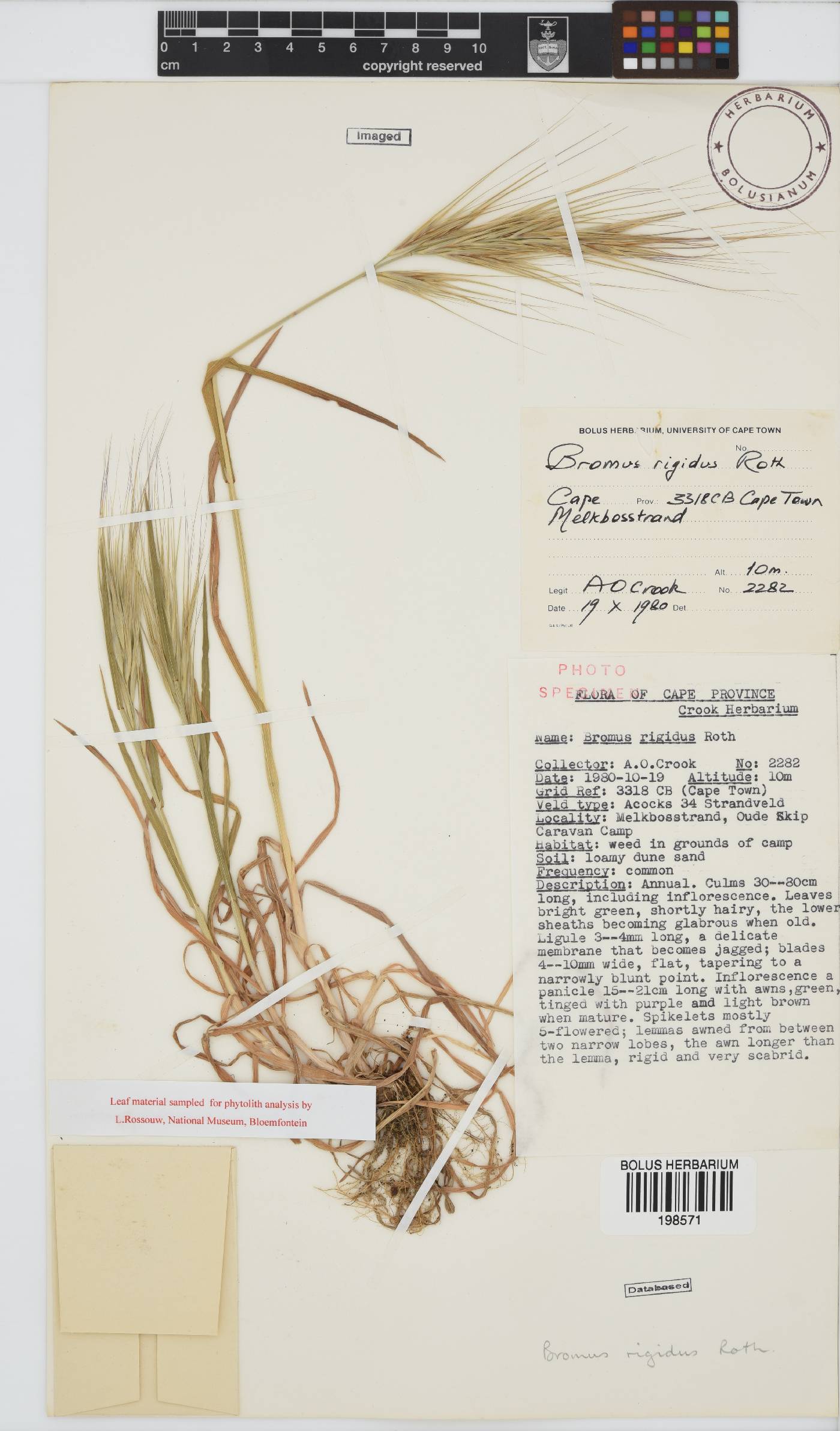 Bromus rigidus image