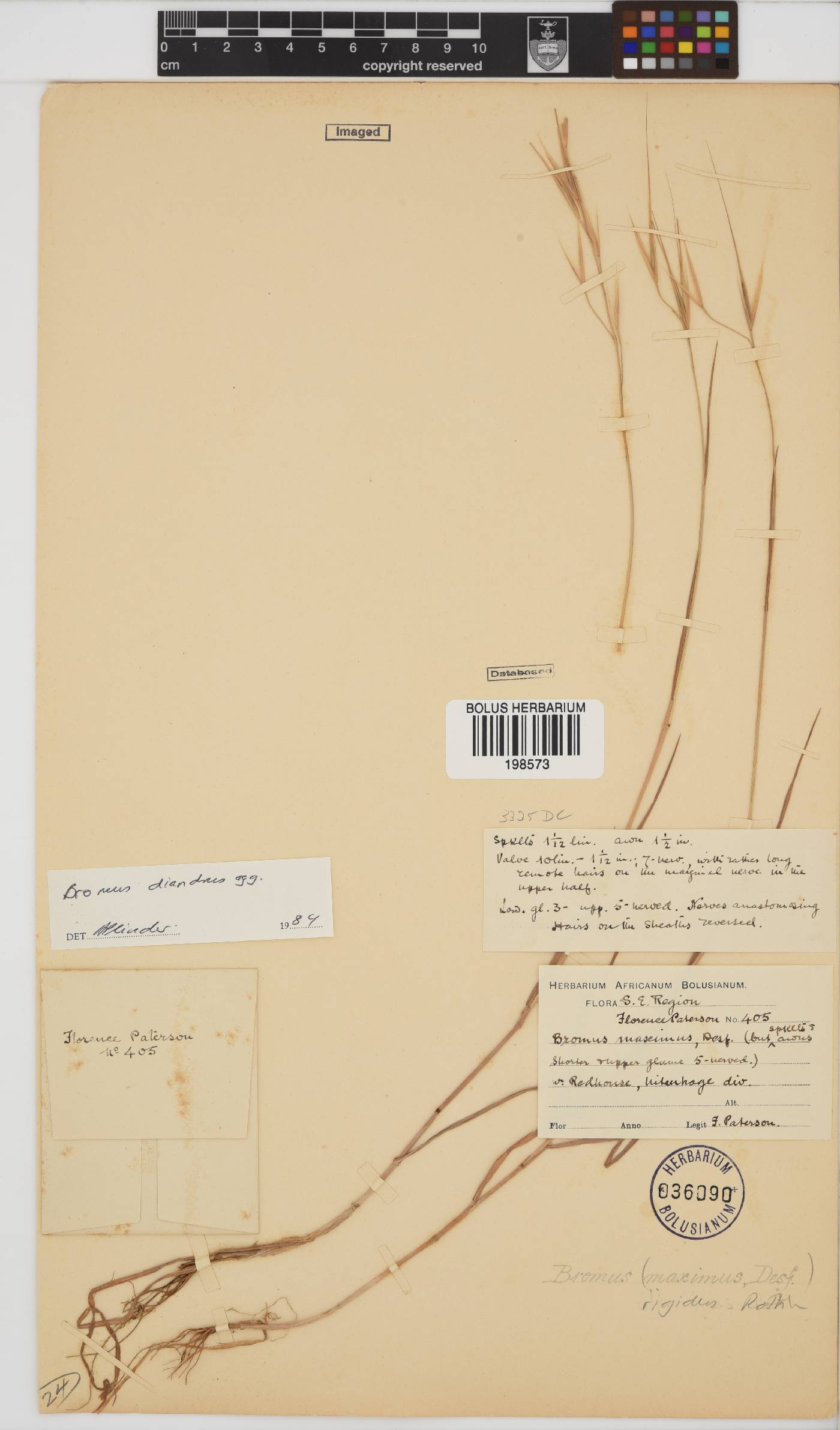 Bromus rigidus image