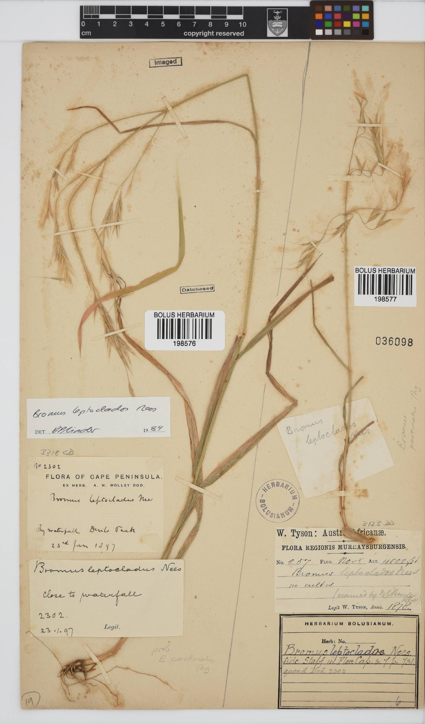 Bromus leptoclados image