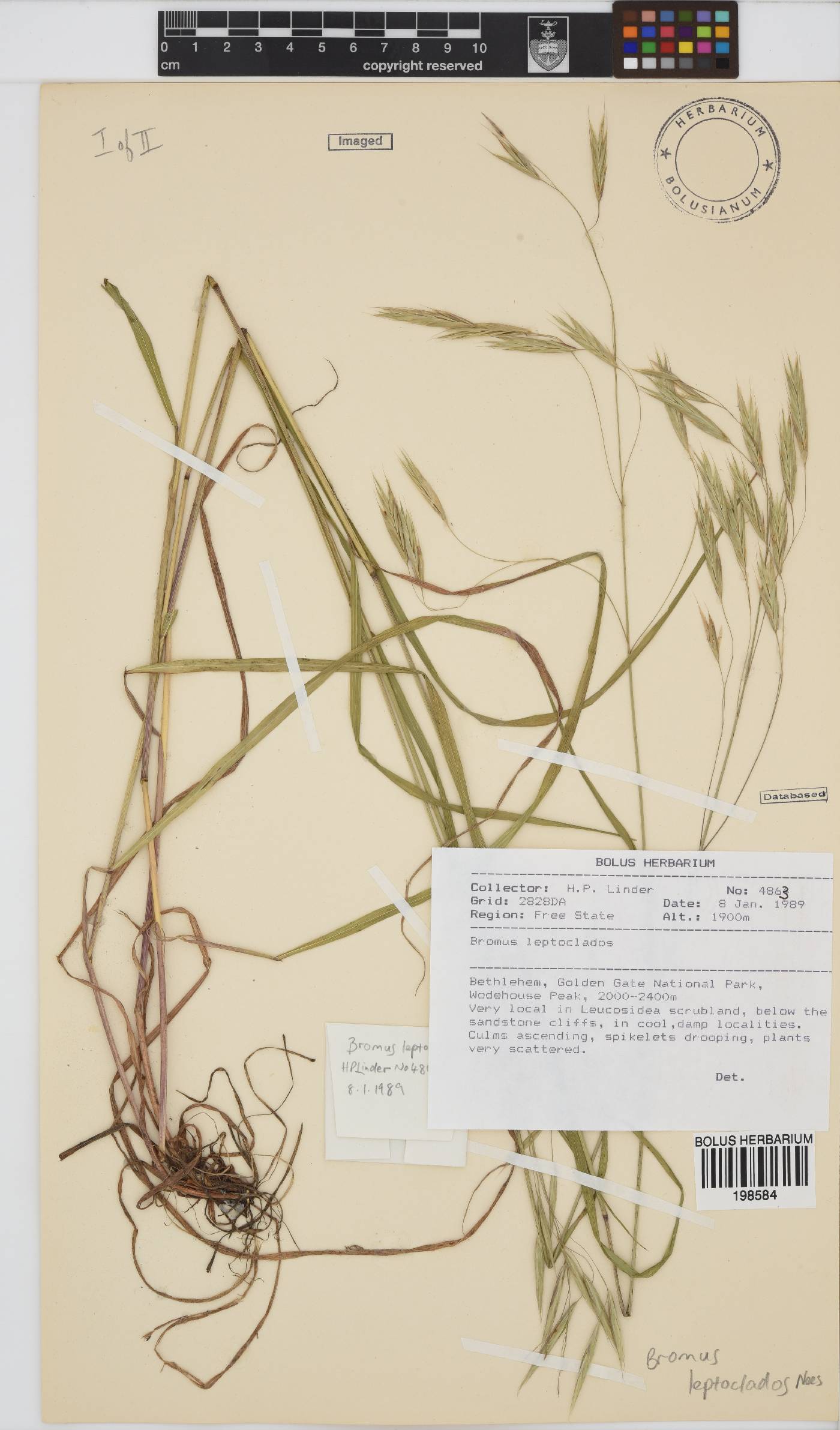 Bromus leptoclados image