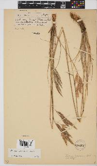 Bromus speciosus image