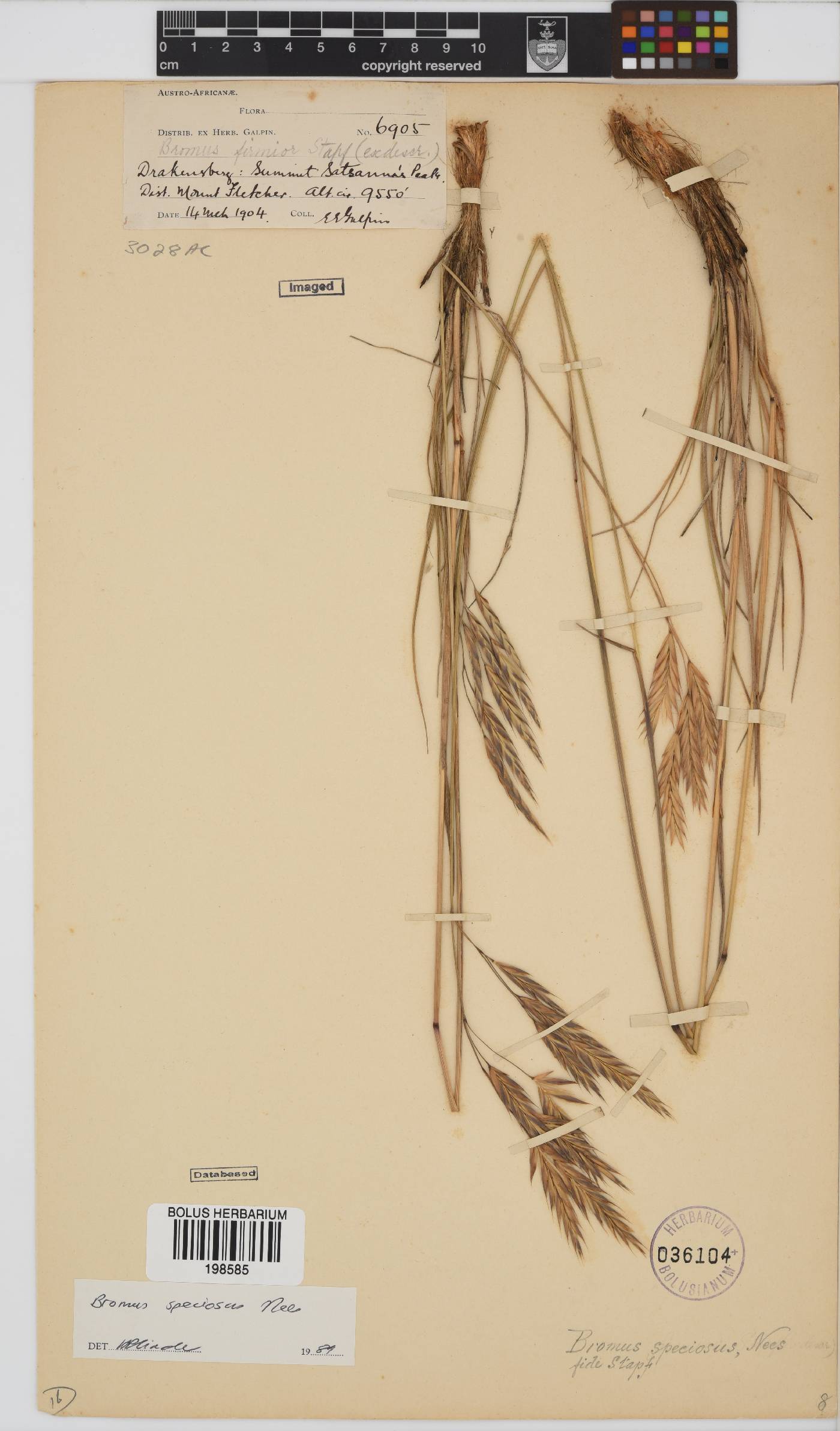 Bromus speciosus image